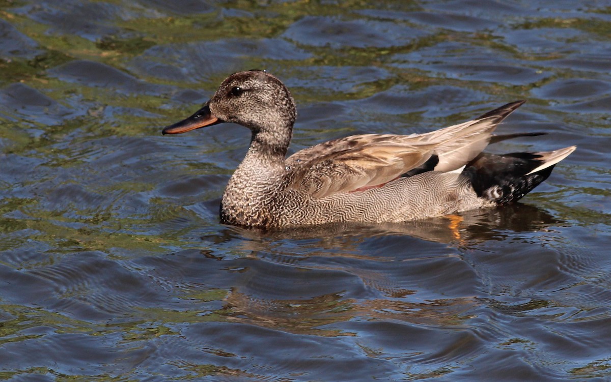 Gadwall - ML103552661