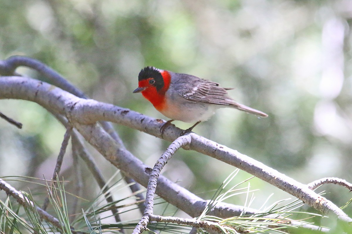 Red-faced Warbler - Richard Fray