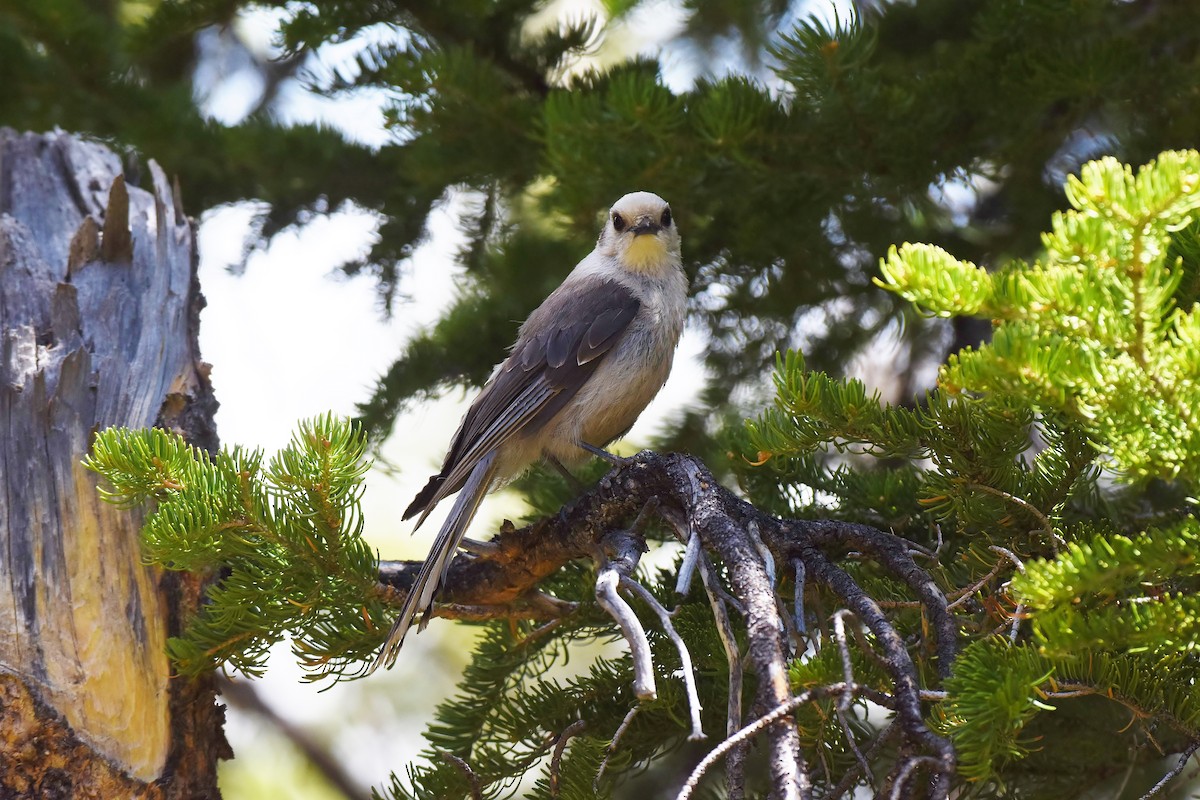 Canada Jay - James Hoffman
