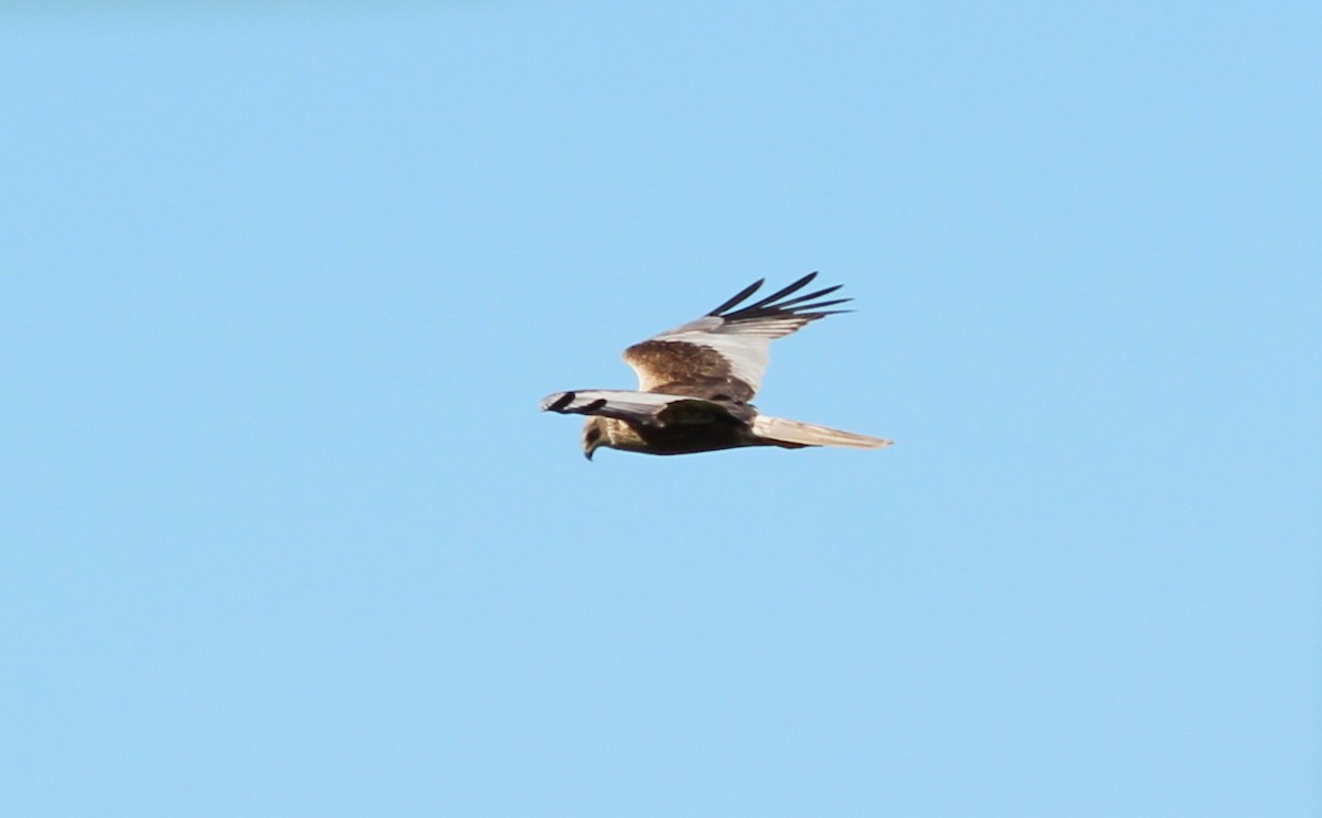 Western Marsh Harrier - ML103554051