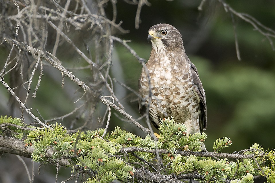 Broad-winged Hawk - ML103554801