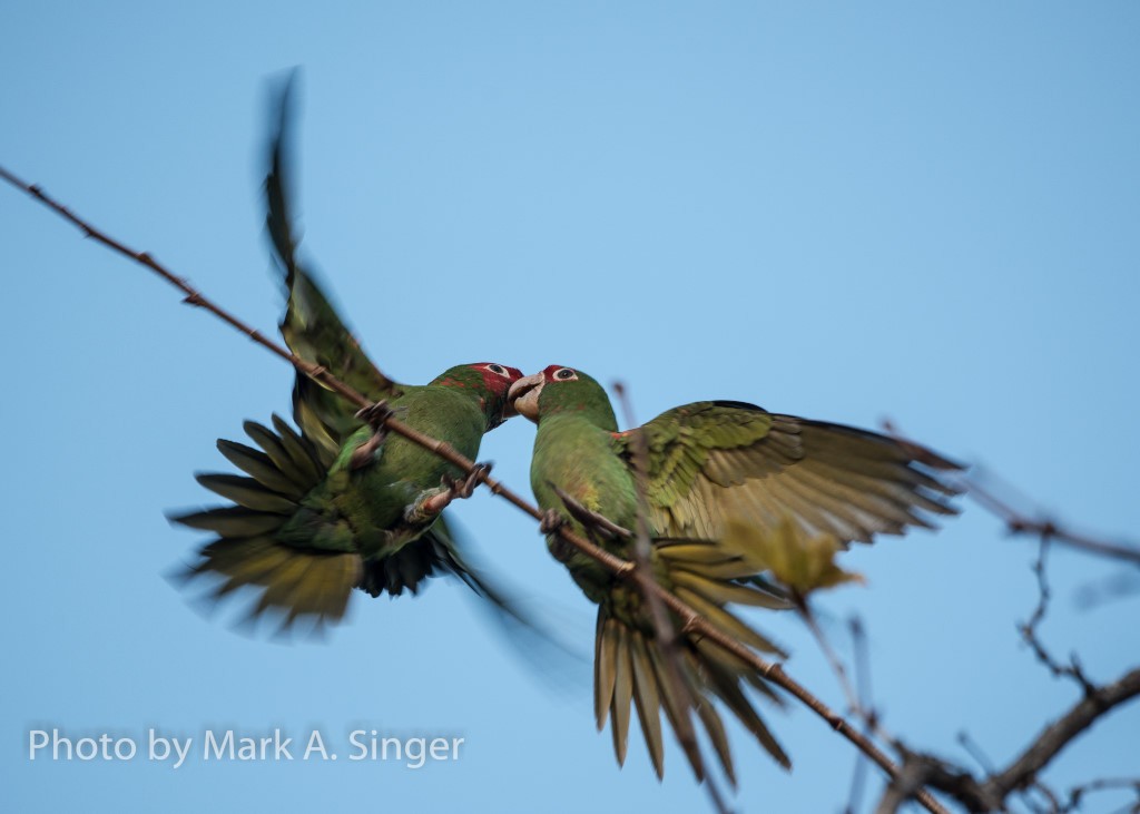 Mitred/Red-masked Parakeet - ML103556211