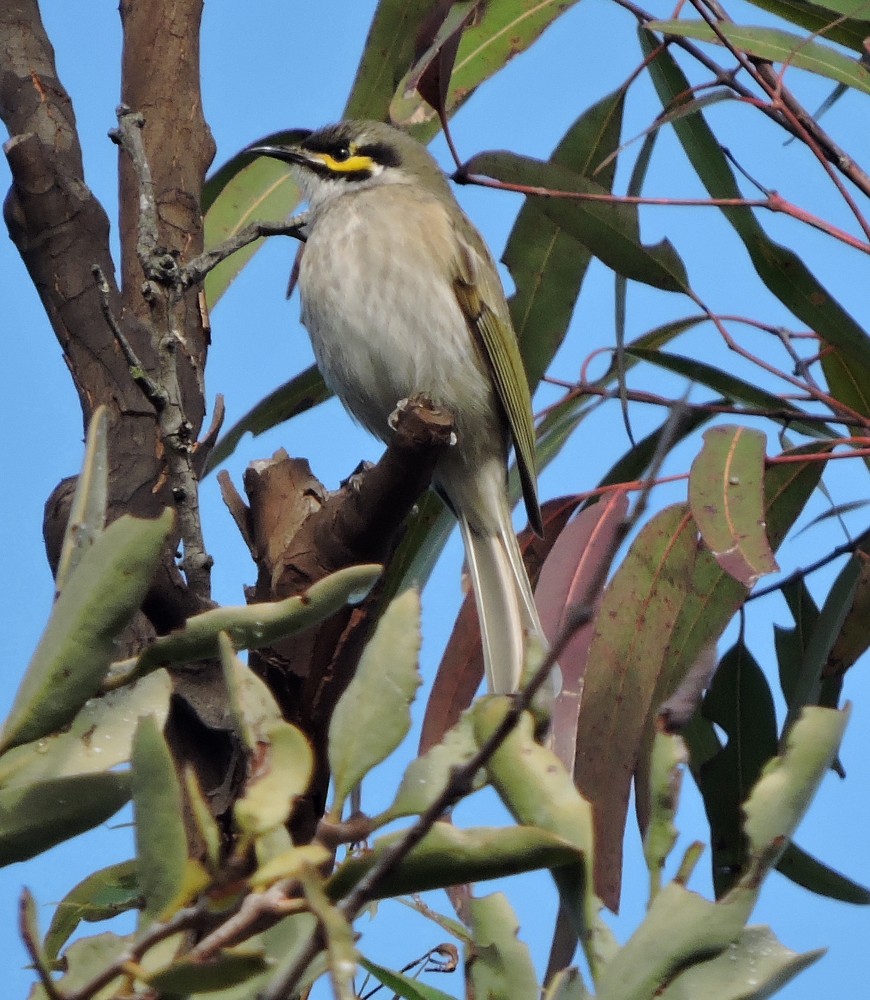 Yellow-faced Honeyeater - ML103556231