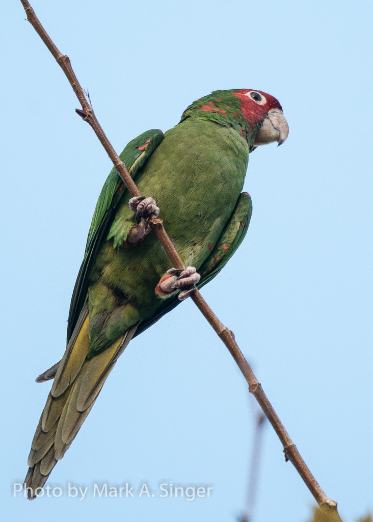 Mitred/Red-masked Parakeet - ML103556261