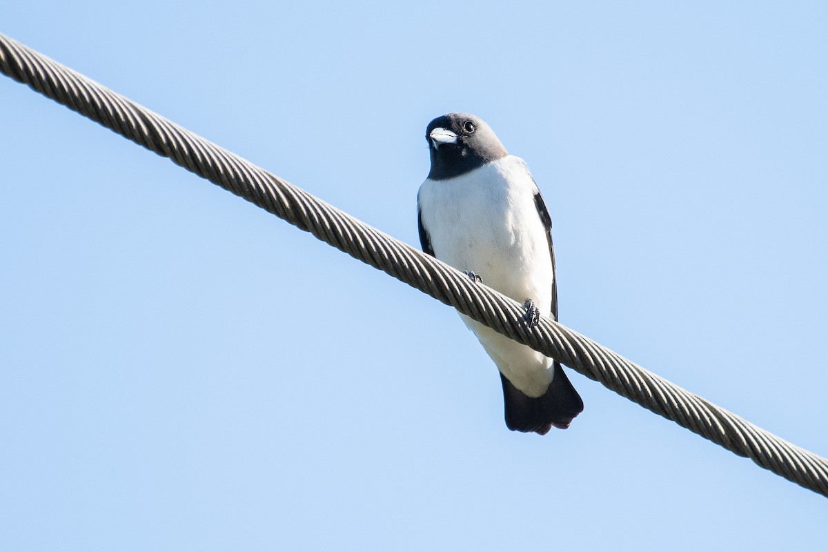 White-breasted Woodswallow - ML103556341