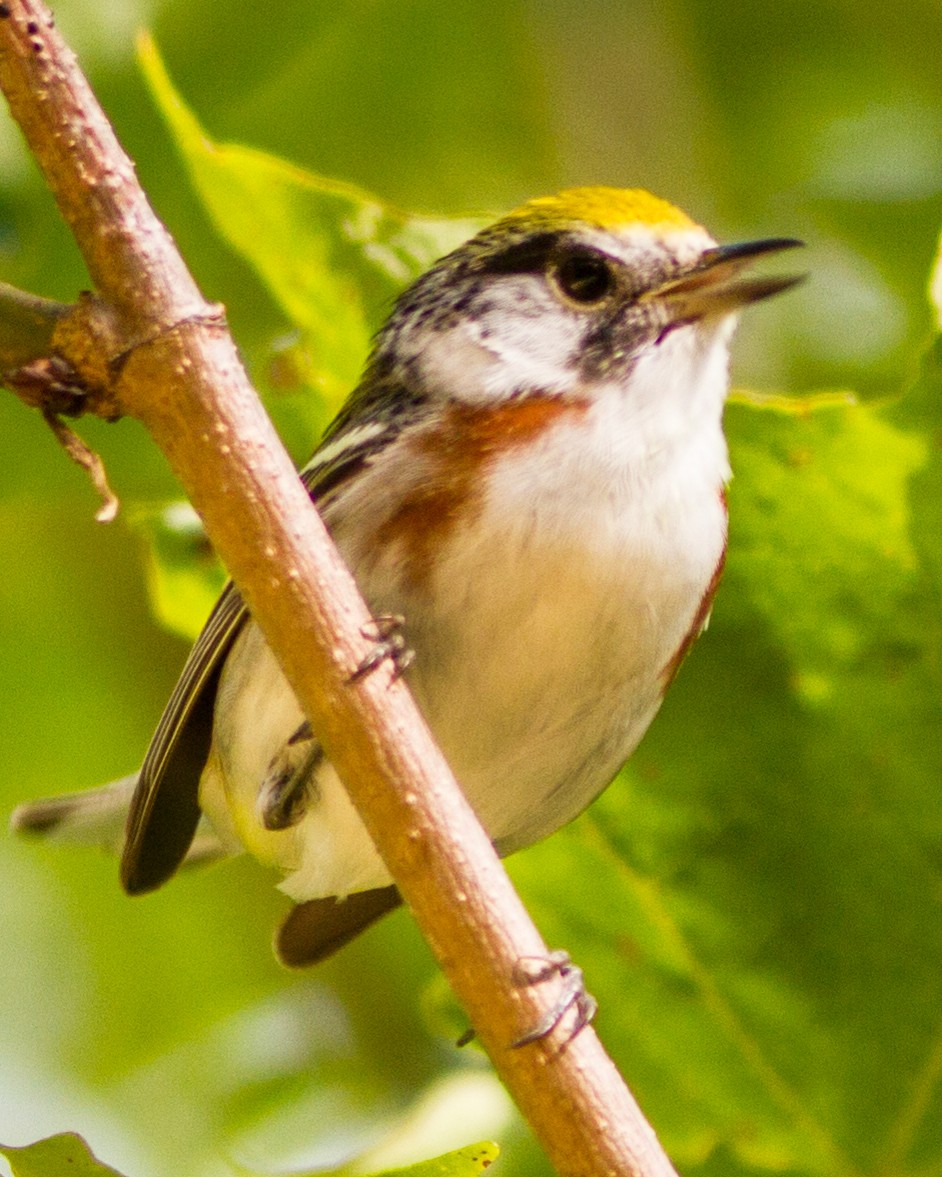 Chestnut-sided Warbler - ML103556441