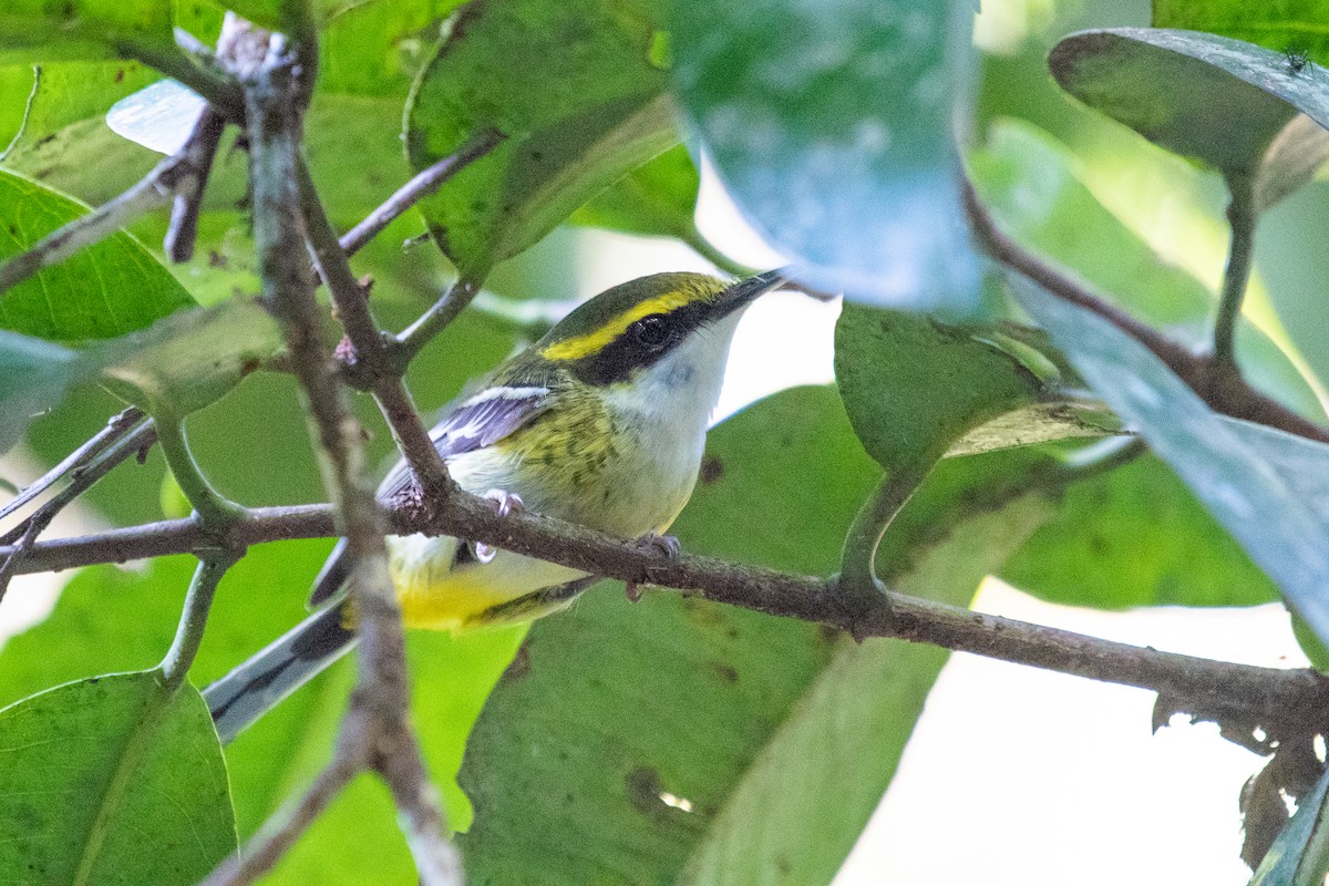 Yellow-breasted Boatbill - ML103556541