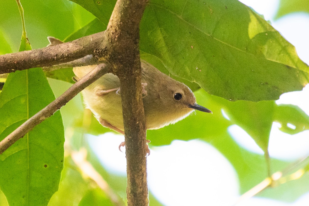 Large-billed Scrubwren - ML103556551