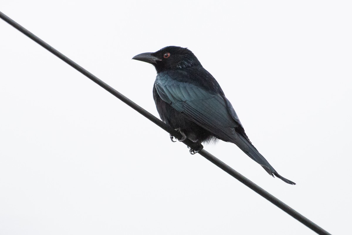 Spangled Drongo - Adam Jackson