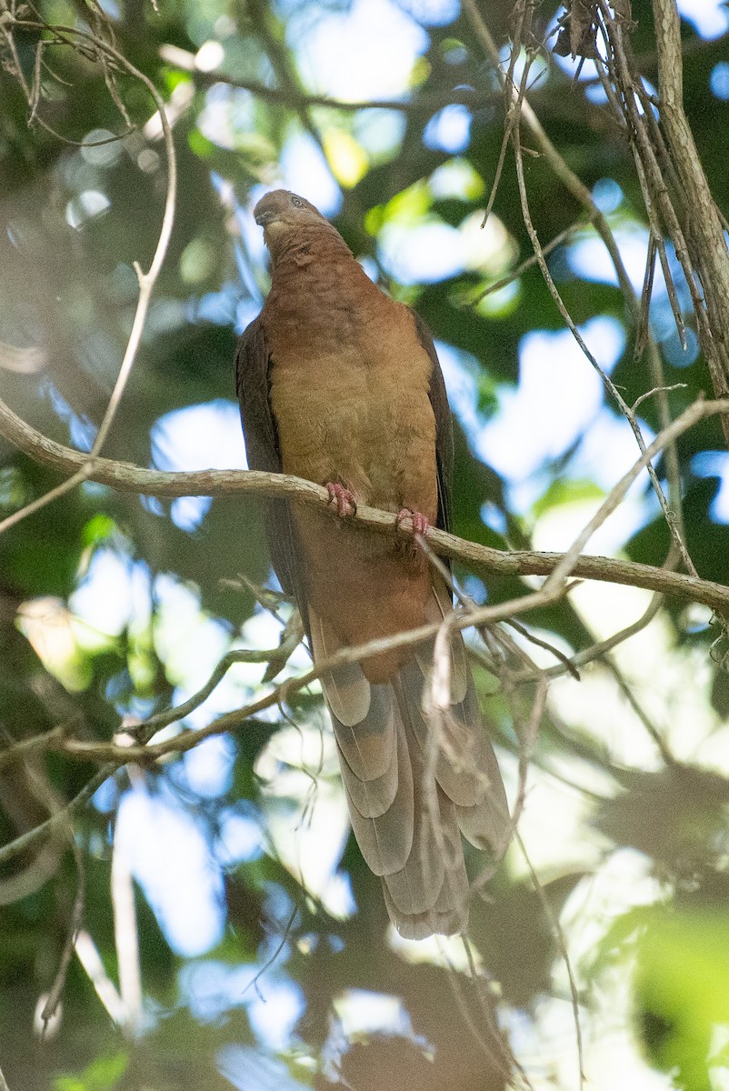Brown Cuckoo-Dove - ML103556931