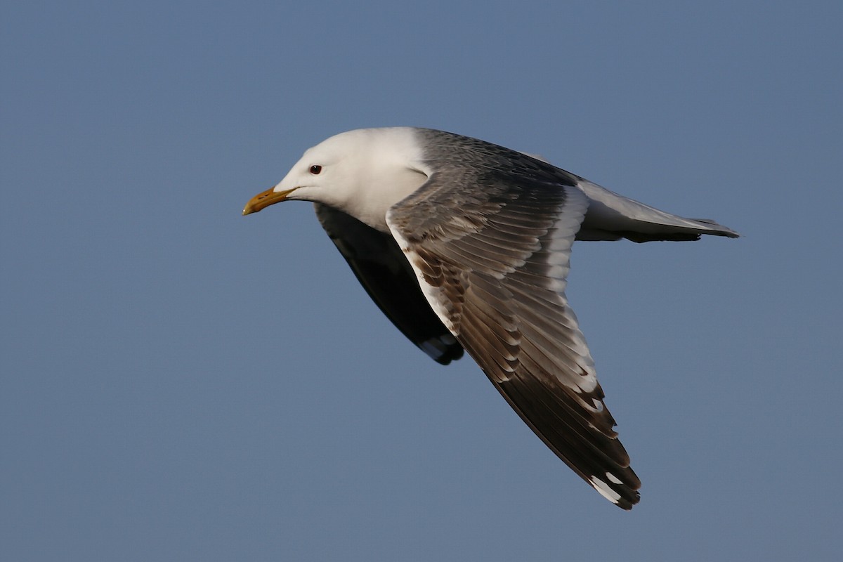 Common Gull (Kamchatka) - ML103557141