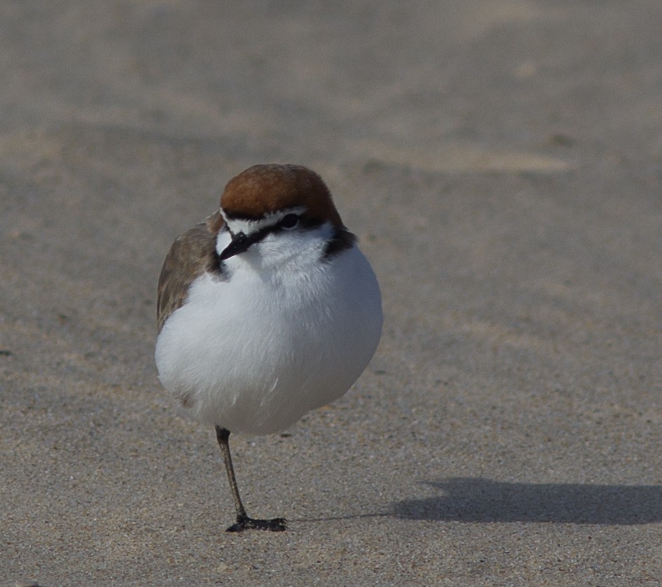 Red-capped Plover - Richard and Margaret Alcorn