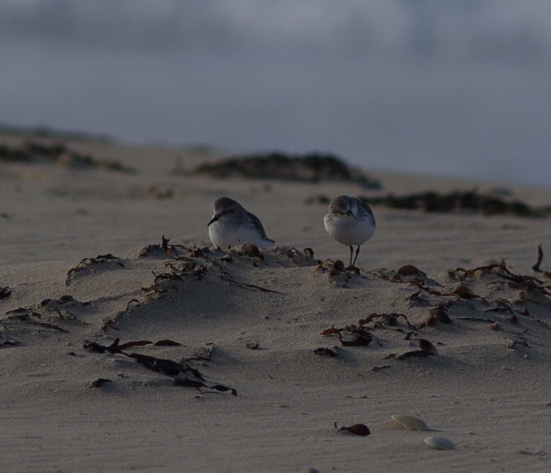 Red-necked Stint - Richard and Margaret Alcorn