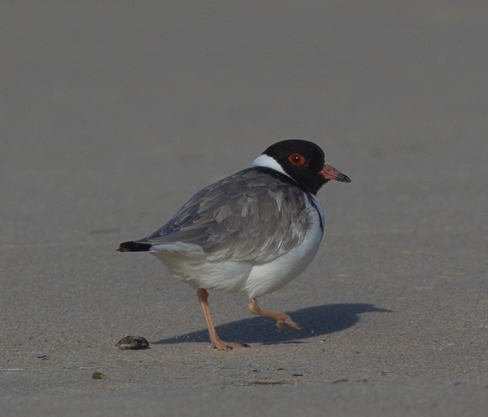 Hooded Plover - ML103557641