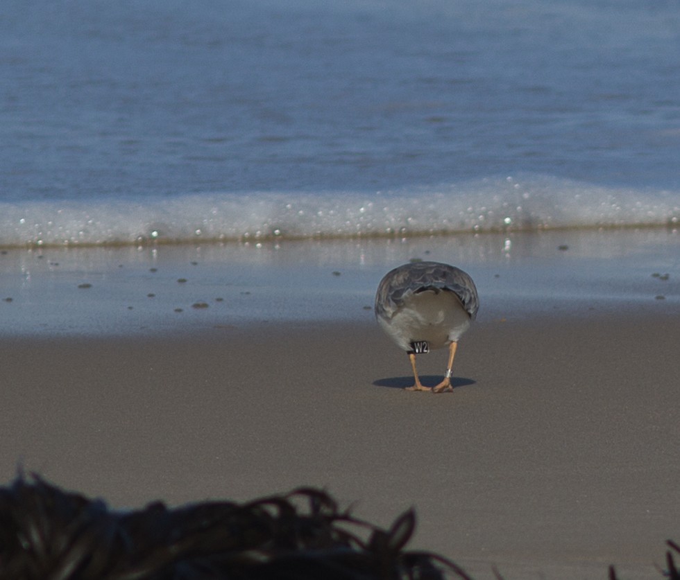 Hooded Plover - ML103557651