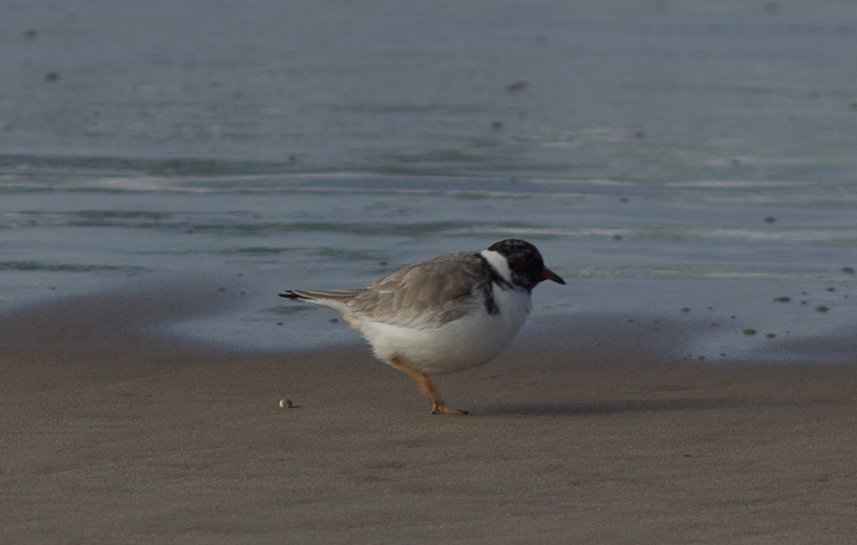 Hooded Plover - ML103557681