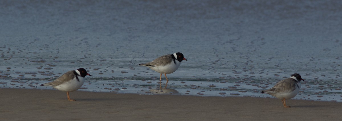 Hooded Plover - ML103557691