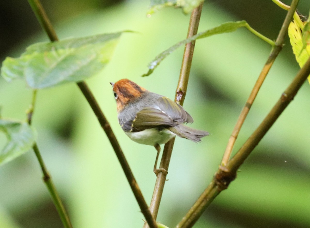 Sunda Warbler - ML103558991