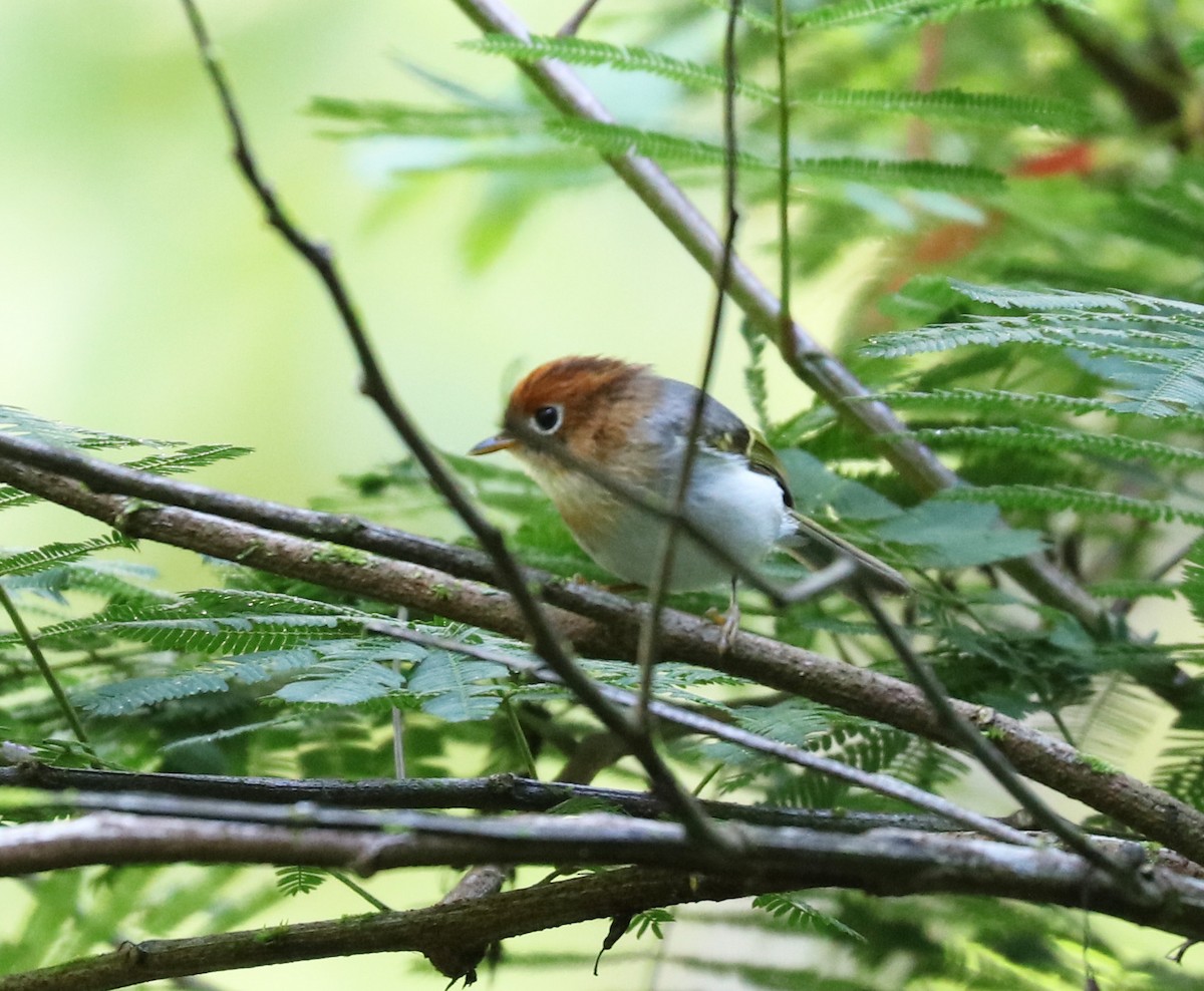 Sunda Warbler - ML103559011