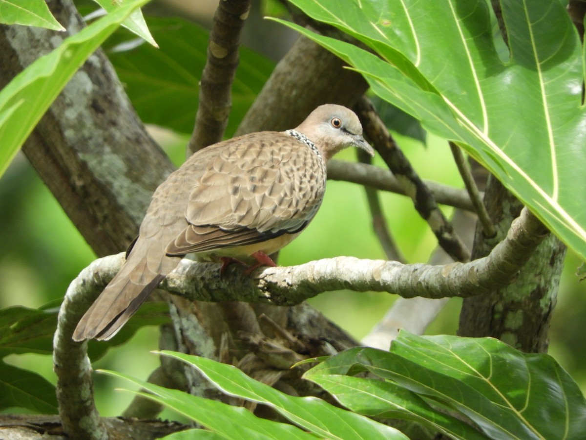 Spotted Dove - ML103559031