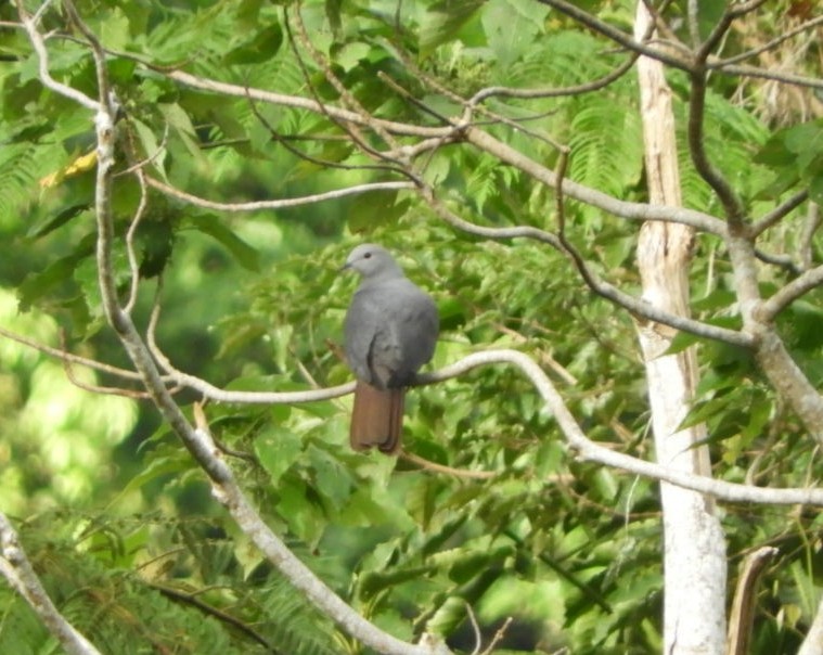 Peale's Imperial-Pigeon - ML103559051