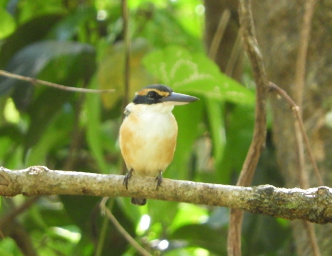 Pacific Kingfisher - Billy Hood