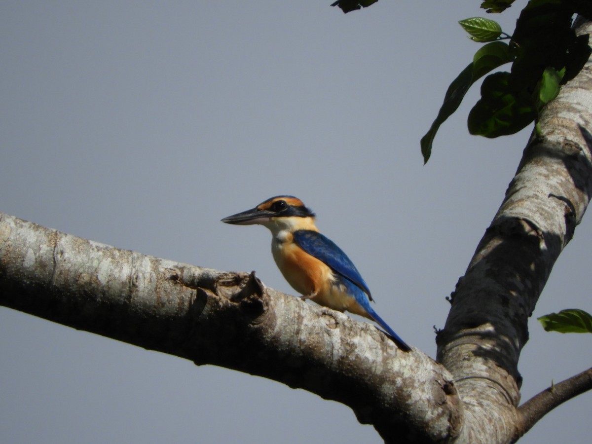 Pacific Kingfisher - ML103559091