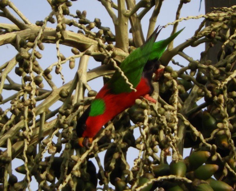 Collared Lory - ML103559321