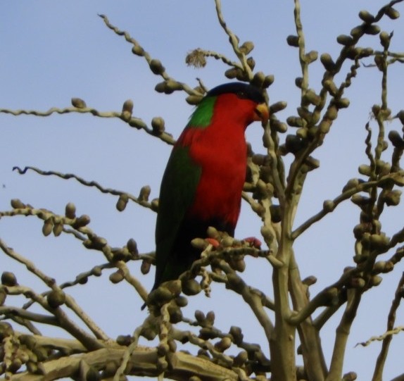 Collared Lory - ML103559341