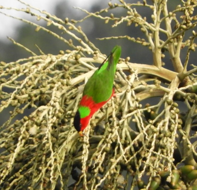 Collared Lory - ML103559371