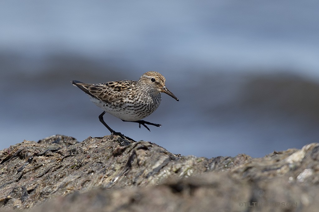 bonapartesnipe - ML103559521