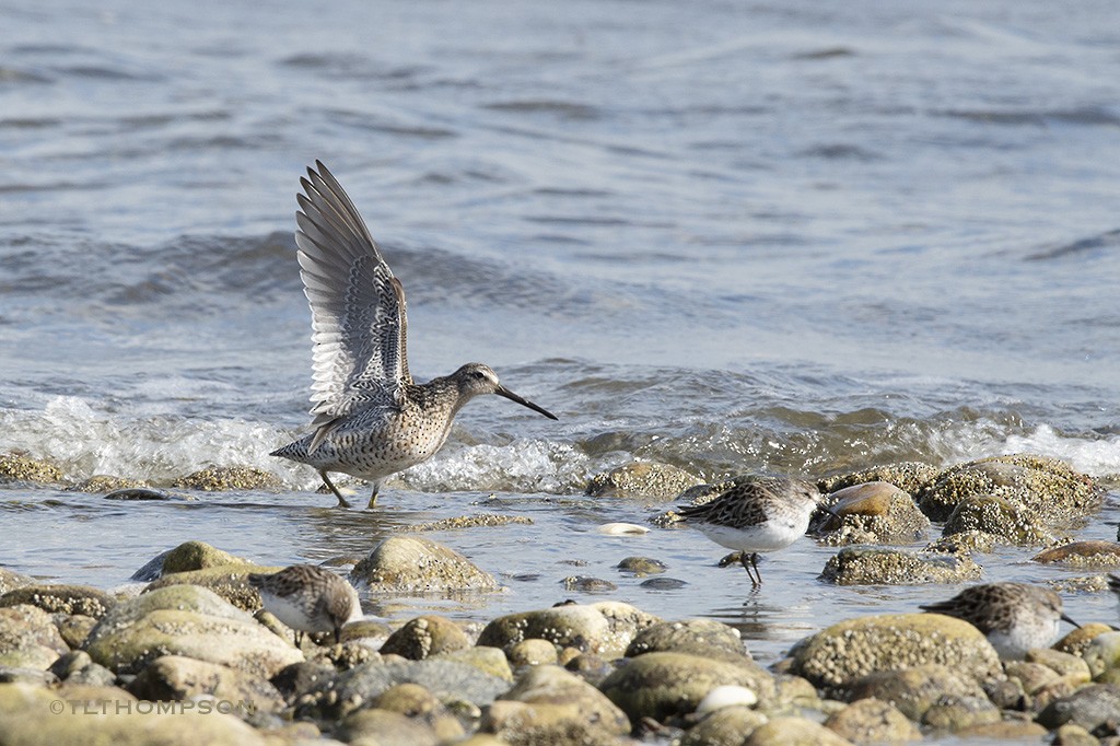 kortnebbekkasinsnipe - ML103559831