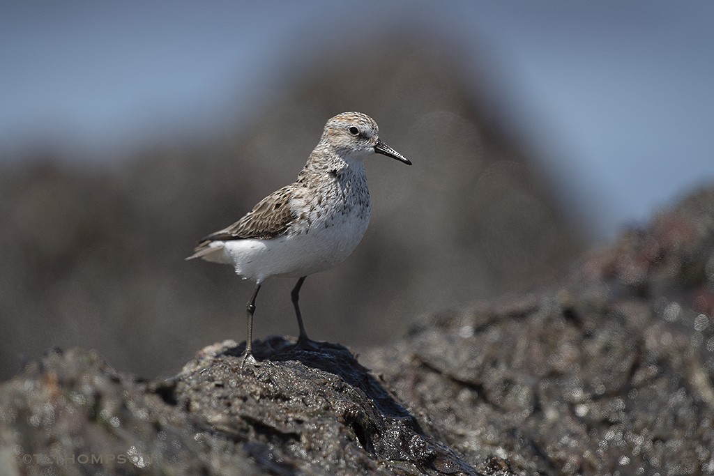 sandsnipe - ML103559871