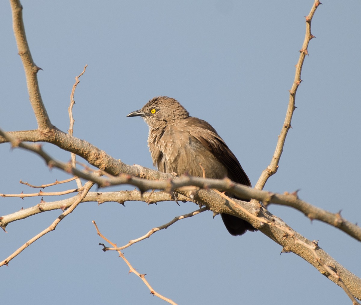 Brown Babbler - ML103560141