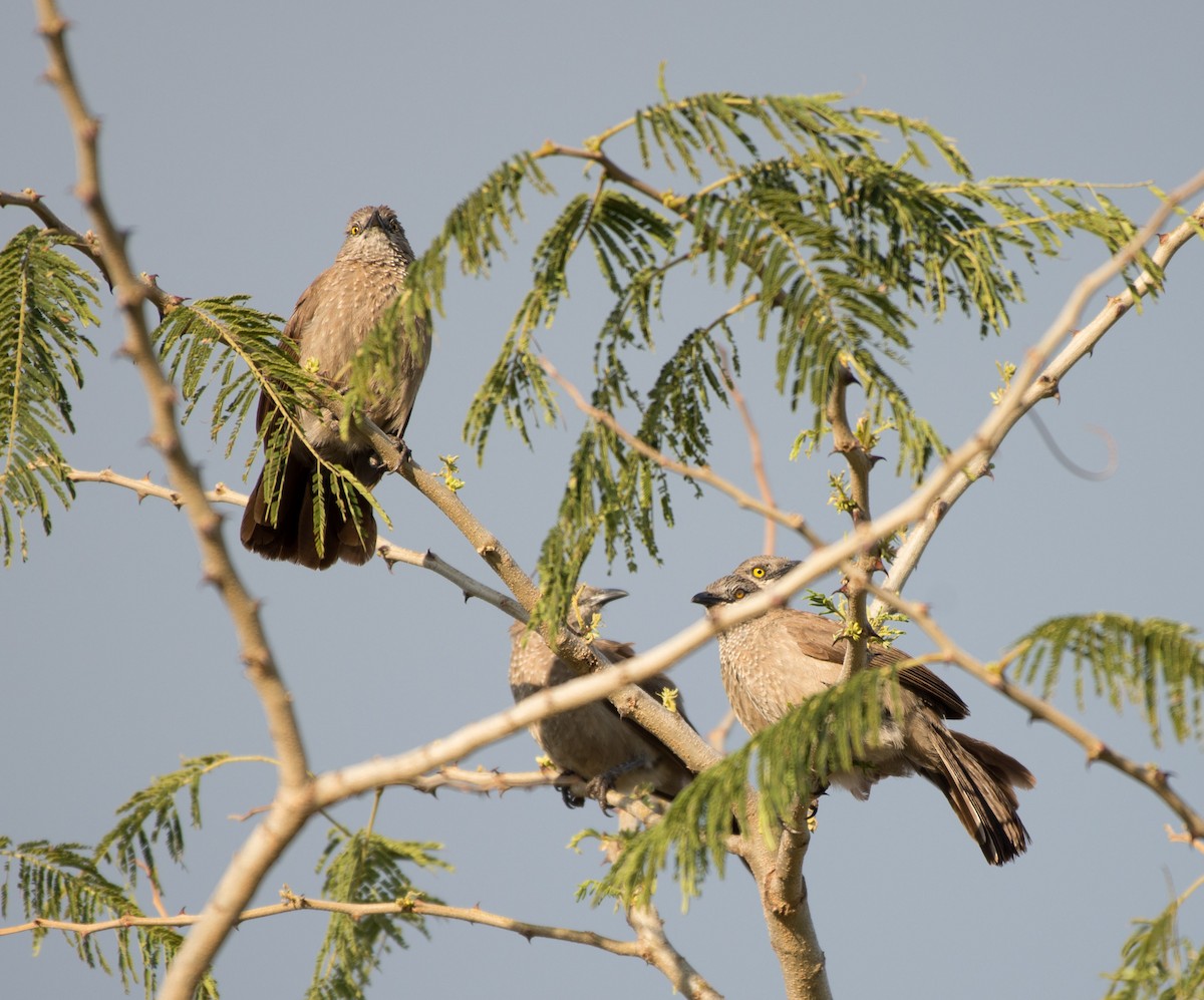 Brown Babbler - ML103560151