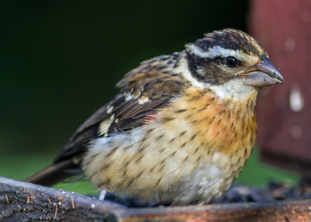 Rose-breasted Grosbeak - Marc Boisvert