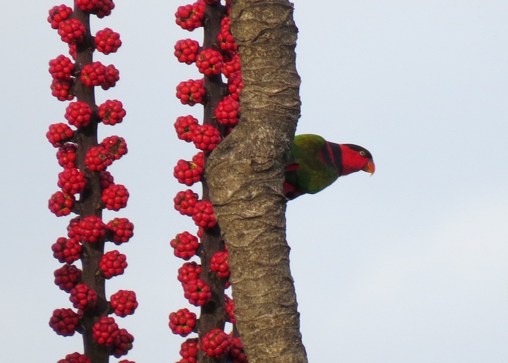 Black-capped Lory - ML103560861