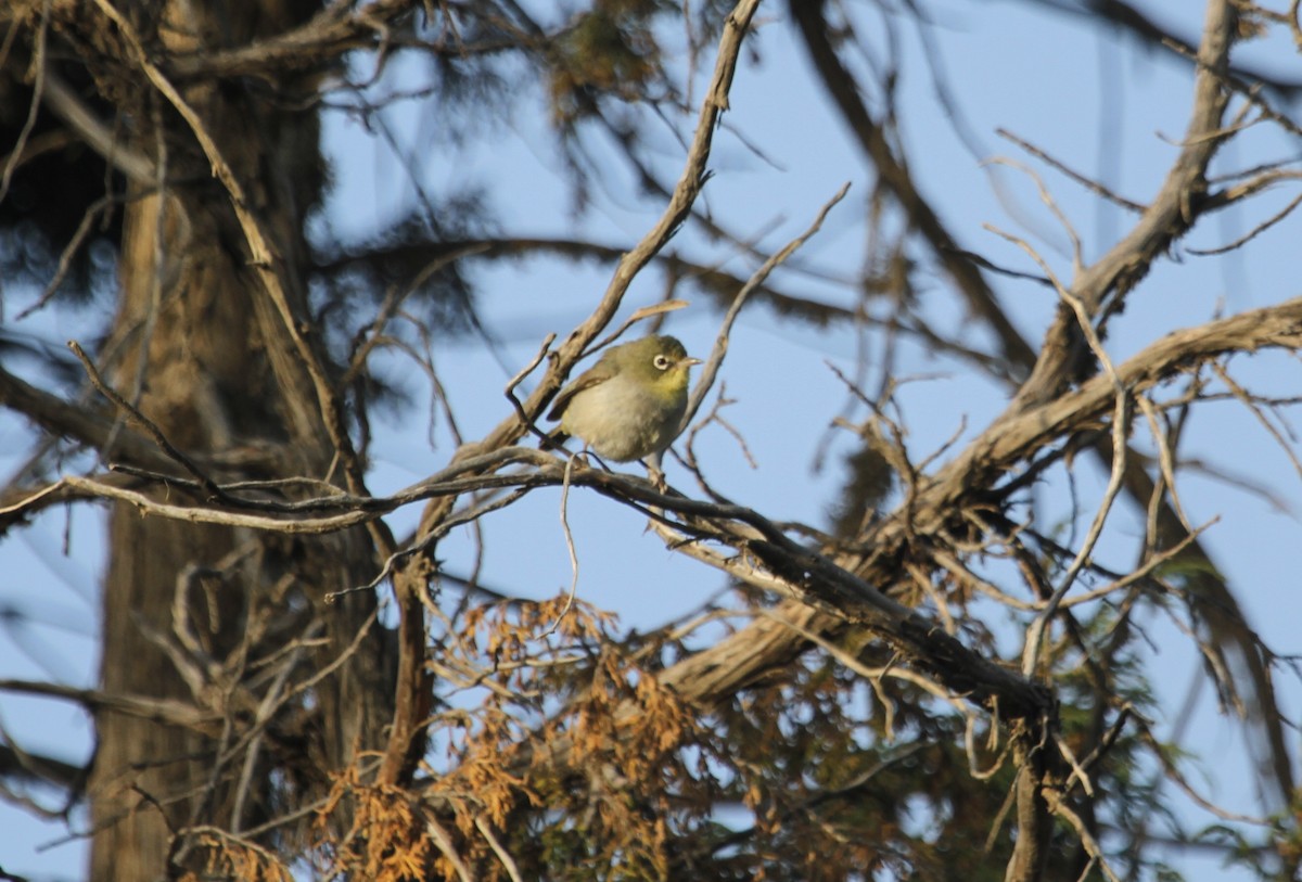 Abyssinian White-eye - Evan Buechley