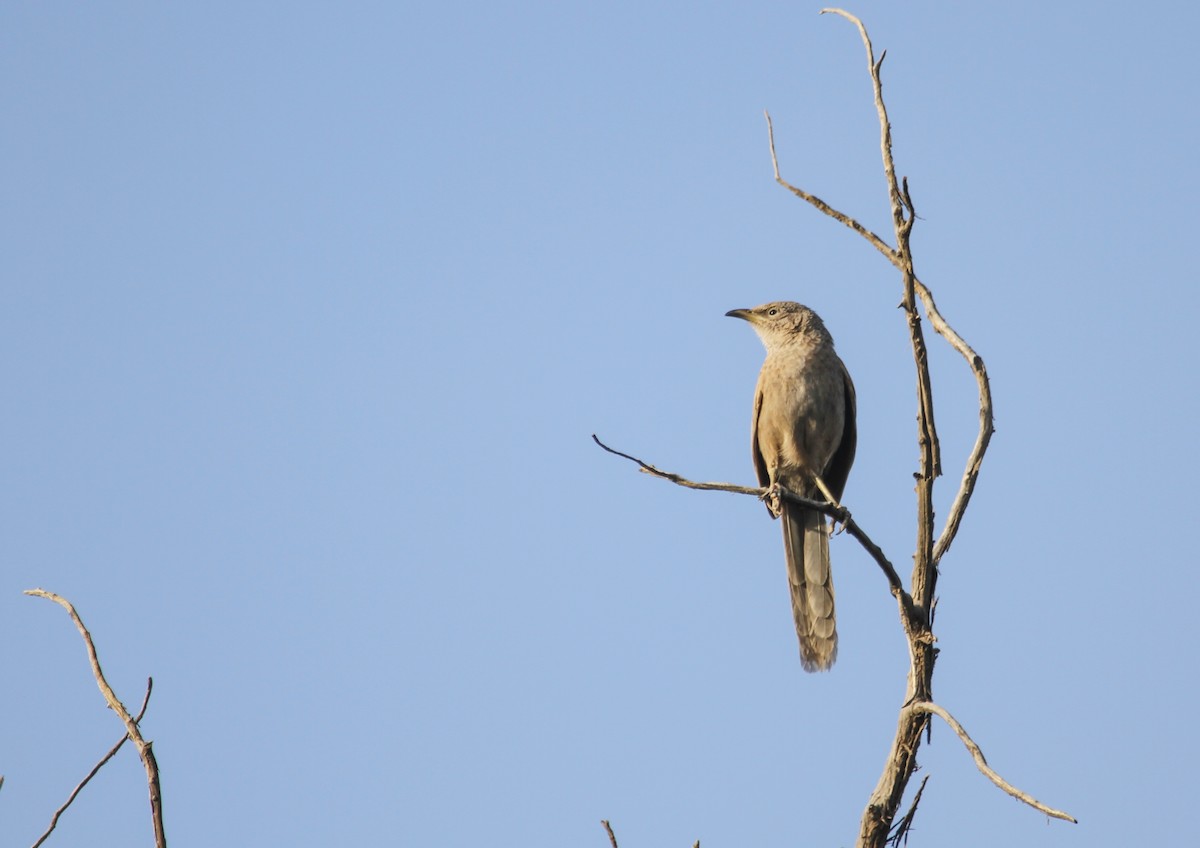 Arabian Babbler - Evan Buechley