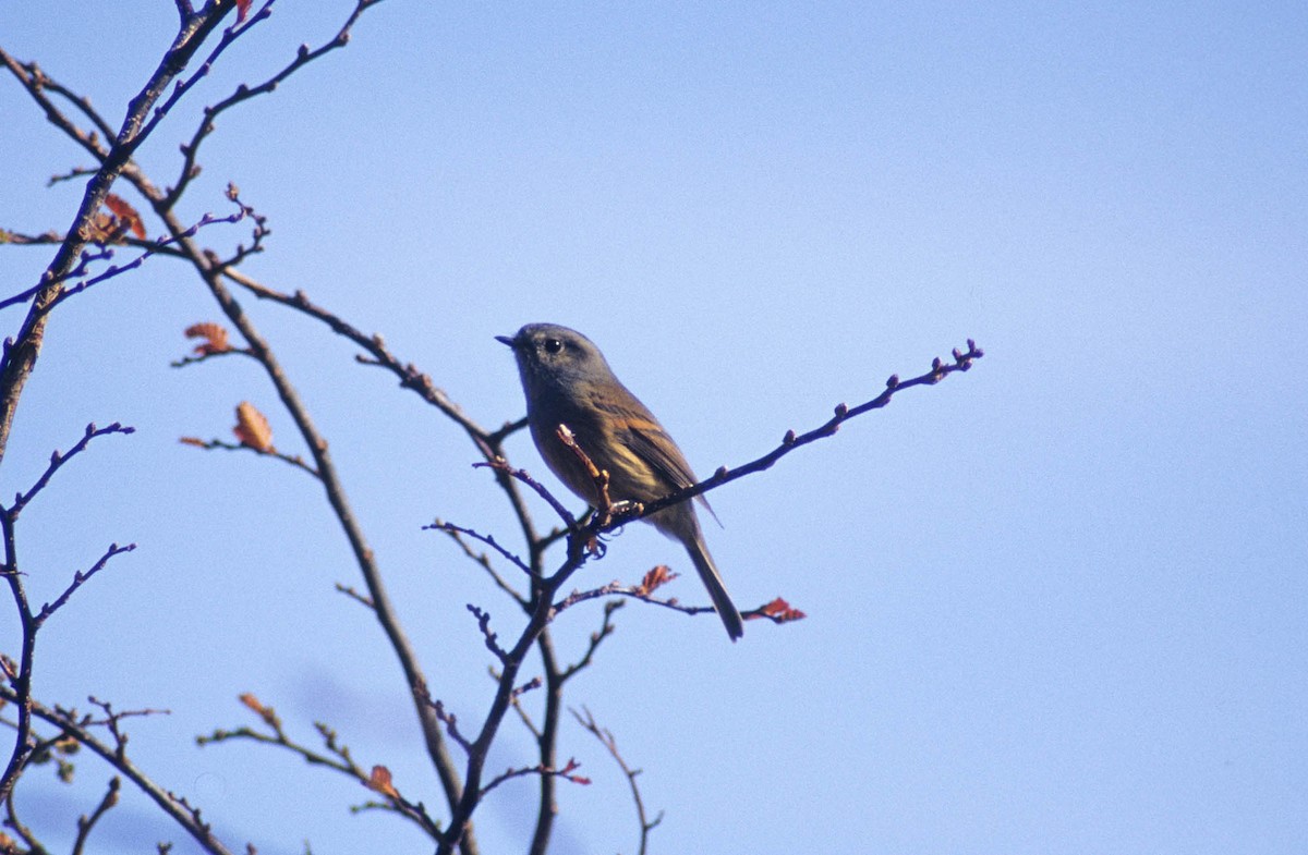 Patagonienschmätzertyrann - ML103562421