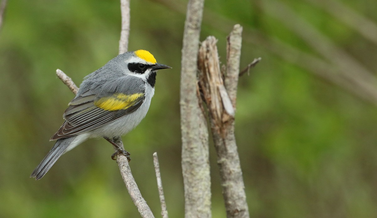 Golden-winged Warbler - ML103563071