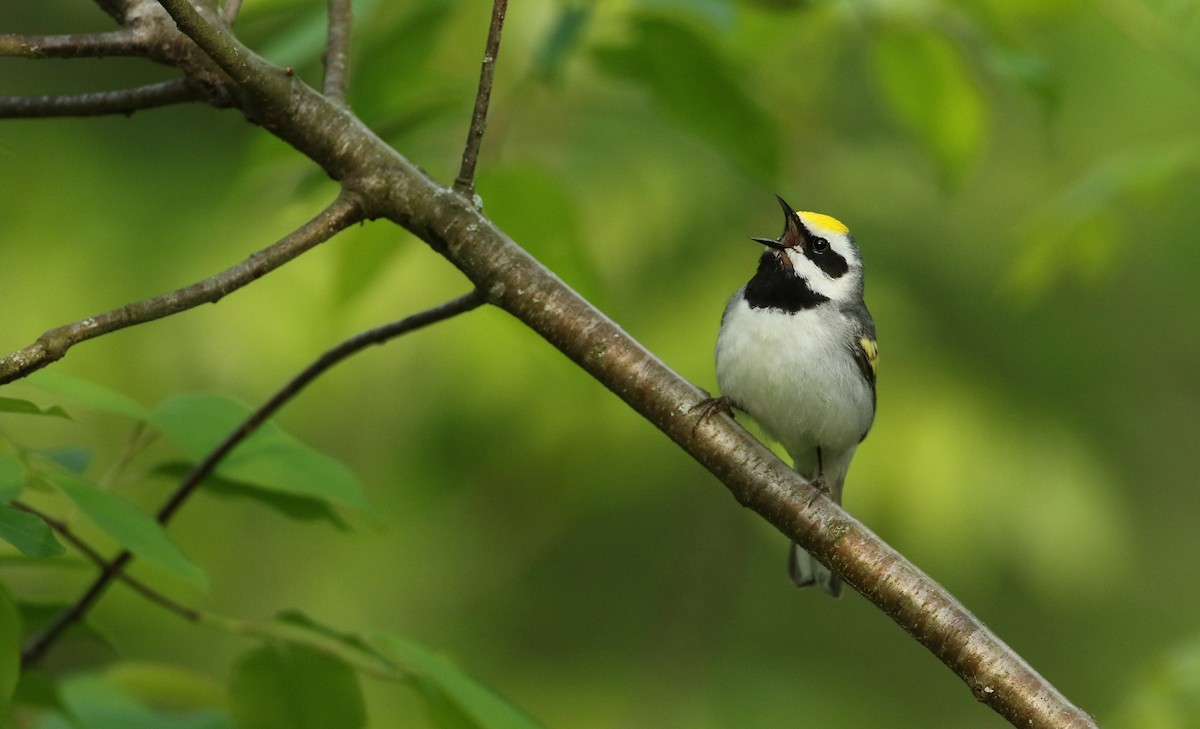 Goldflügel-Waldsänger - ML103563191