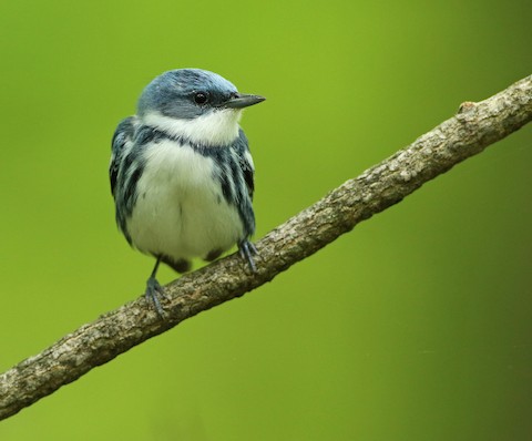 Cerulean Warbler - Setophaga cerulea - メディア検索 Cerulean Warbler - Setophaga cerulea - メディア検索