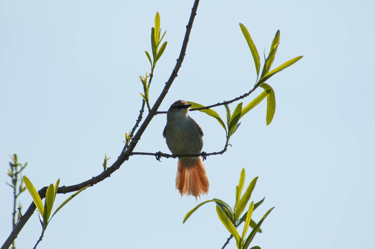 Yellow-chinned Spinetail - ML103563211