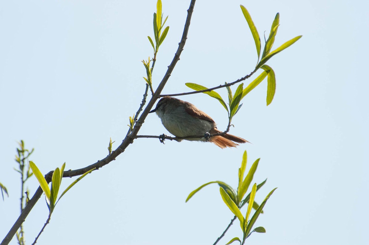 Yellow-chinned Spinetail - ML103563221