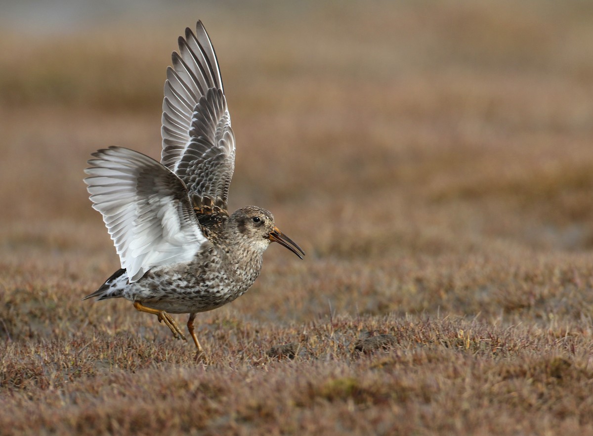 Purple Sandpiper - Luke Seitz