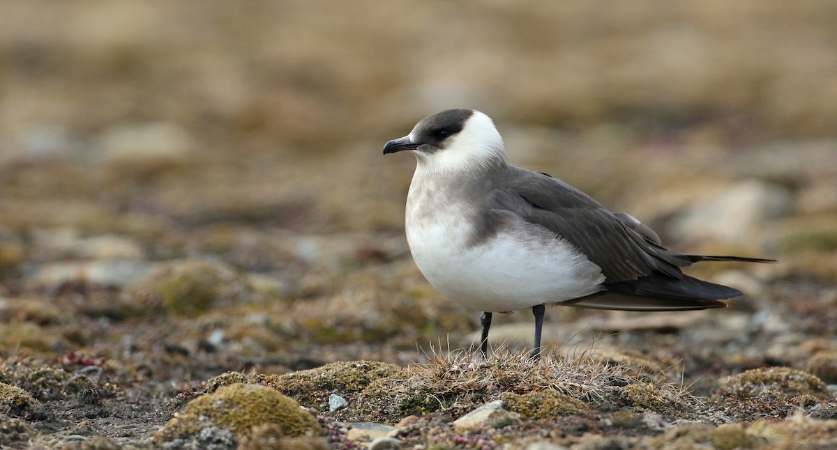 Parasitic Jaeger - ML103563611