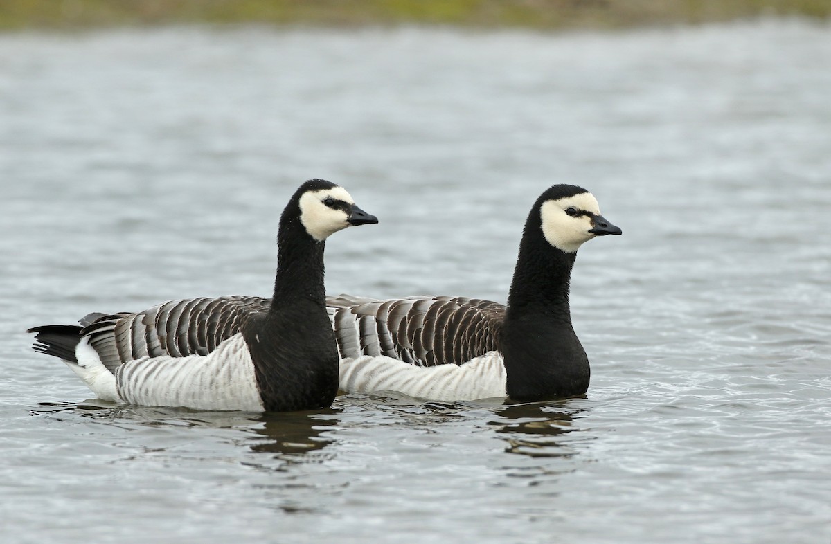 Barnacle Goose - ML103563671