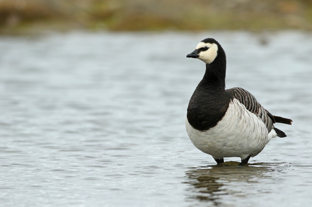 Barnacle Goose - ML103563681