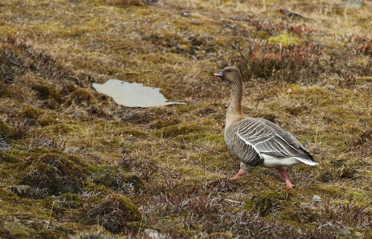 Pink-footed Goose - Luke Seitz